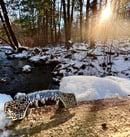 Image 4 of JGD - ICE BRIDGES PINS