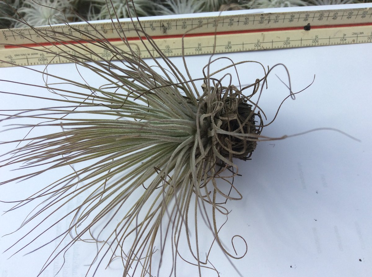 Image of Tillandsia magnusiana