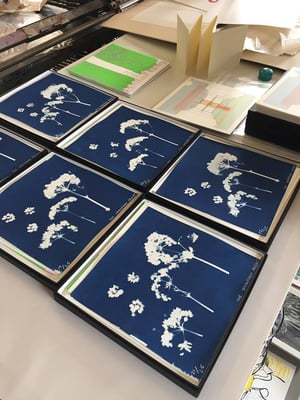 Image of Alexanders : editoned cyanotype print by The Darkroom Project