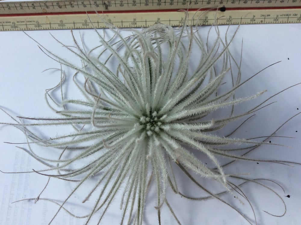 Image of Tillandsia tectorum clumps