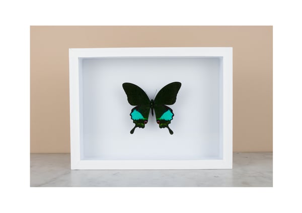 Image of PAPILIO KARNA KARNA 