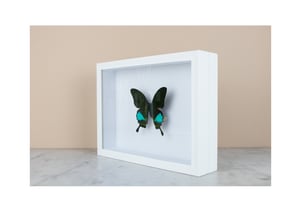 Image of PAPILIO KARNA KARNA