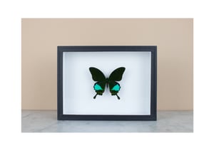 Image of PAPILIO KARNA KARNA