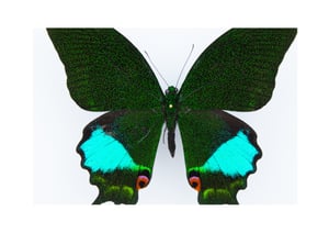 Image of PAPILIO KARNA KARNA