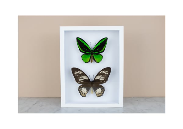 Image of ORNITHOPTERA PRIAMUS POSEIDON PAIR: one male and one female 
