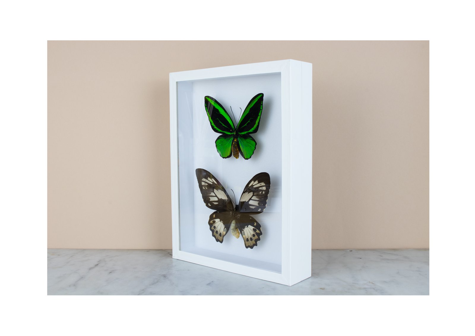 BUTTERFLIES AND BEETLES VIENNA — ORNITHOPTERA PRIAMUS POSEIDON