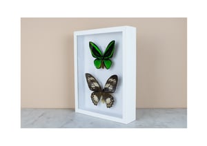 Image of ORNITHOPTERA PRIAMUS POSEIDON PAIR: one male and one female