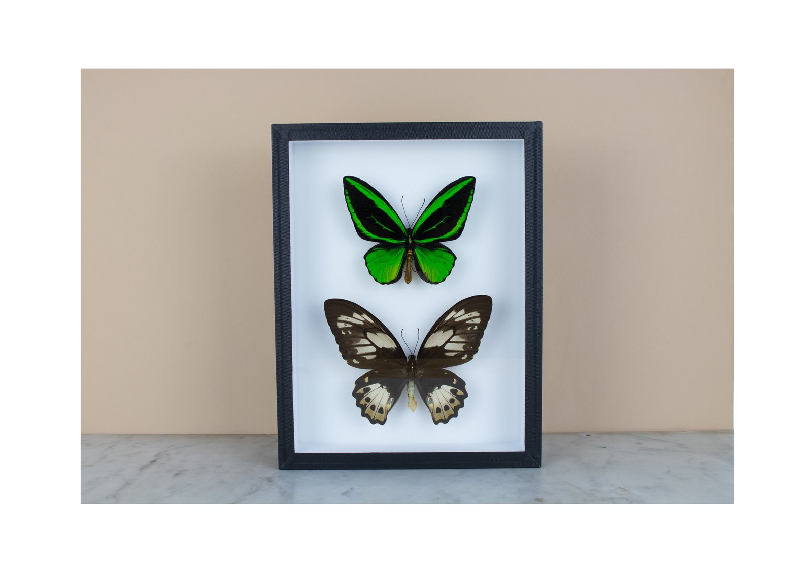 Ornithoptera priamus ♂♀ 標本