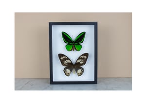 Image of ORNITHOPTERA PRIAMUS POSEIDON PAIR: one male and one female