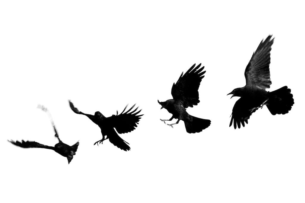 Image of Santa Fe Dark Birds
