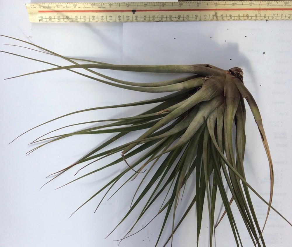 Image of Tillandsia fasciculata