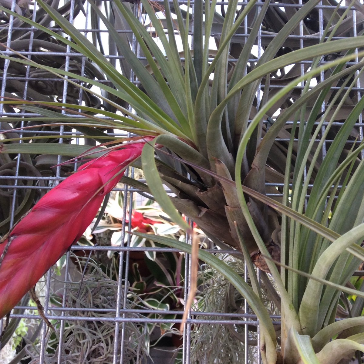 Image of Tillandsia fasciculata