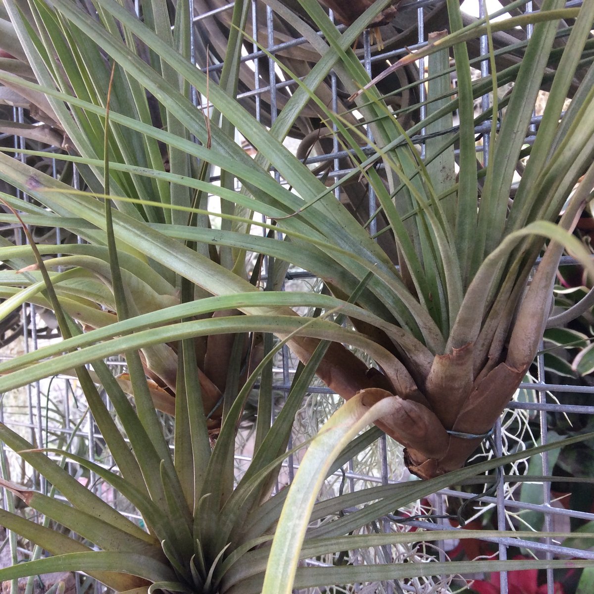 Image of Tillandsia fasciculata