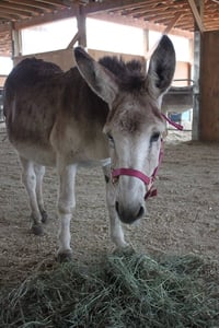 Image 3 of Donate to the Donkeys