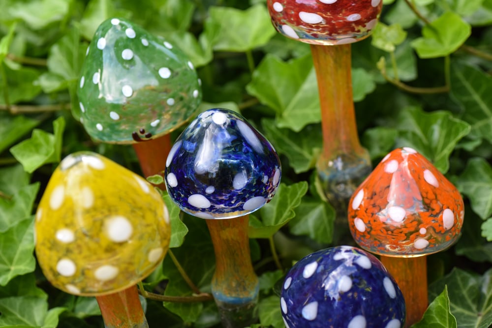 Image of Garden Mushrooms