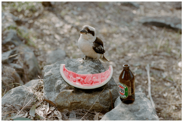 Image of Thirsty Kookaburra