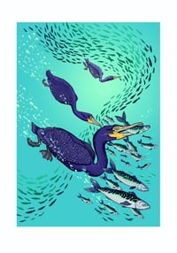 Cormorants dive