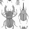 Large Print: Beetles