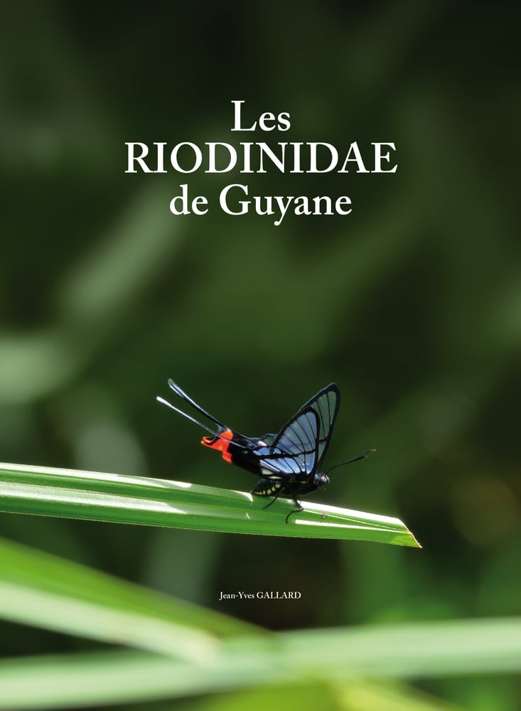 Image of Les Riodinidae de Guyane / French Guyana Riodinids