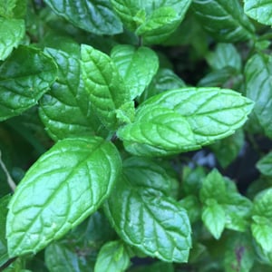 Image of The Herb Garden Candle