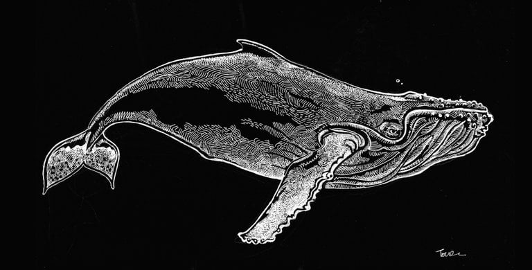 Humpback whale hooded sweatshirt