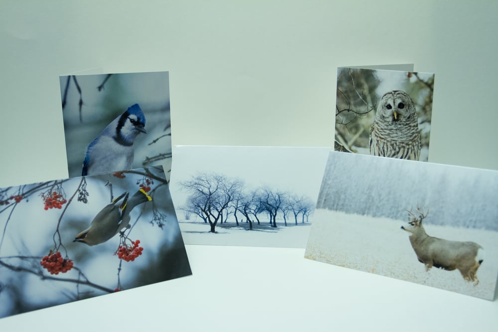 Image of 5 - Blank Holiday Cards
