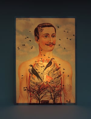 Image of Atrapa-pájaros