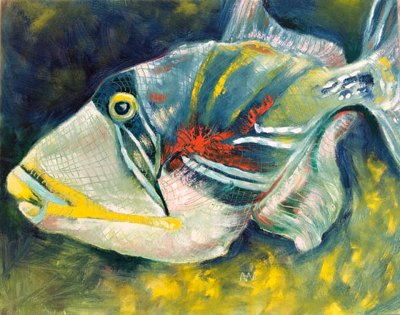 Image of Picasso Trigger Fish