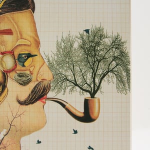 Image of Nido de pájaros