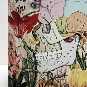 Image of Calavera botánica