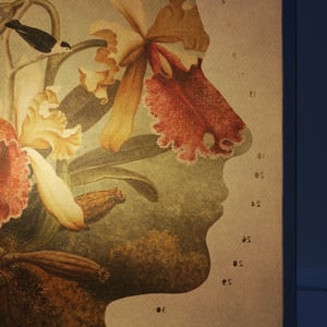 Image of Perfil Botánico 2