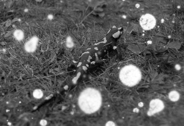 Image of Snovlox B&W Film