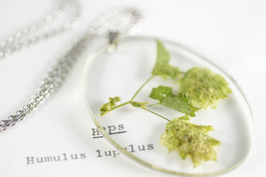 Image of Hops (Humulus lupulus) - Medium Oval #1