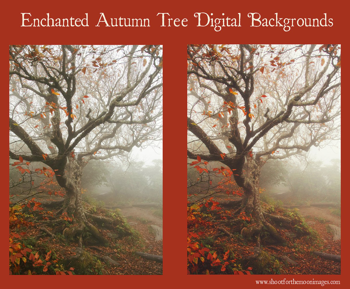 Image of Enchanted Autumn Tree Digital Backgrounds