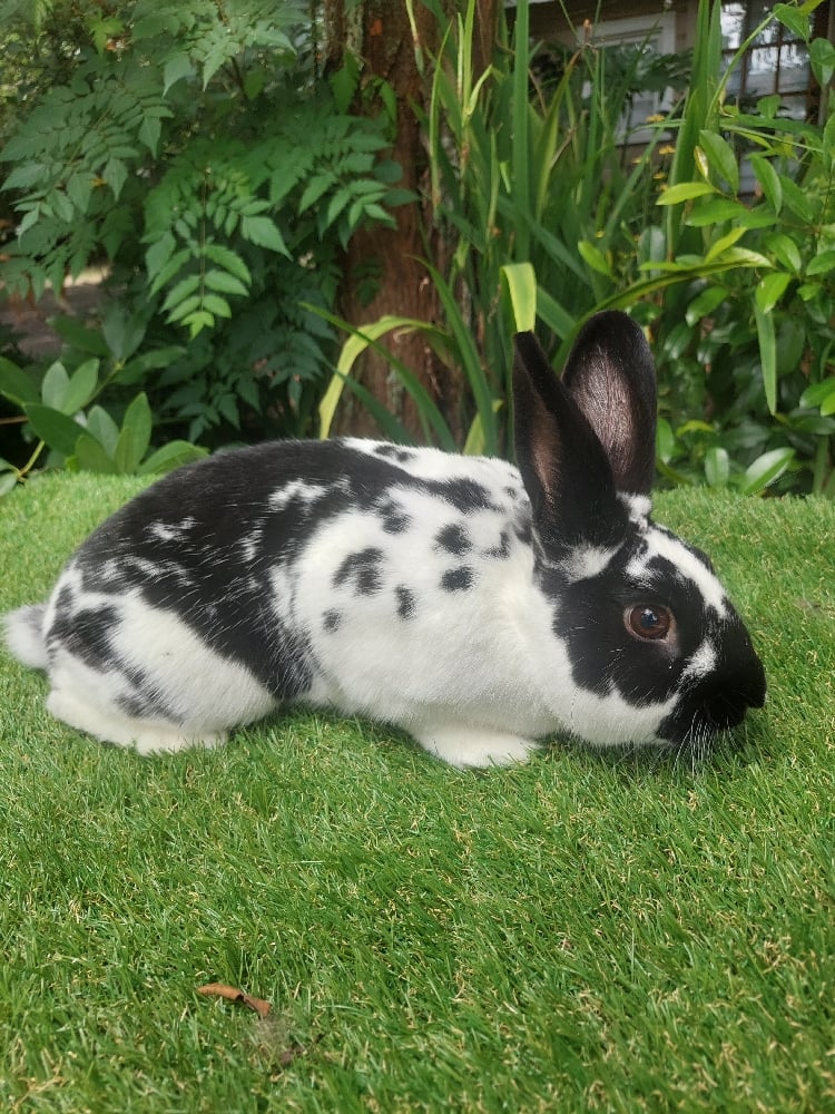 Image of Sir Poppins (M)