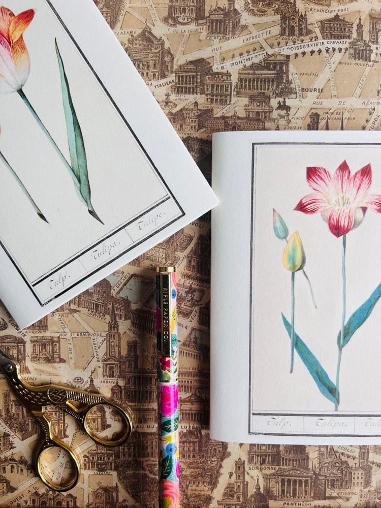 Image of 2 CT tulipes