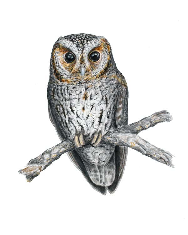Image of 8x10" Limited Giclee Print: Flammulated Owl (Psiloscops flammeolus)