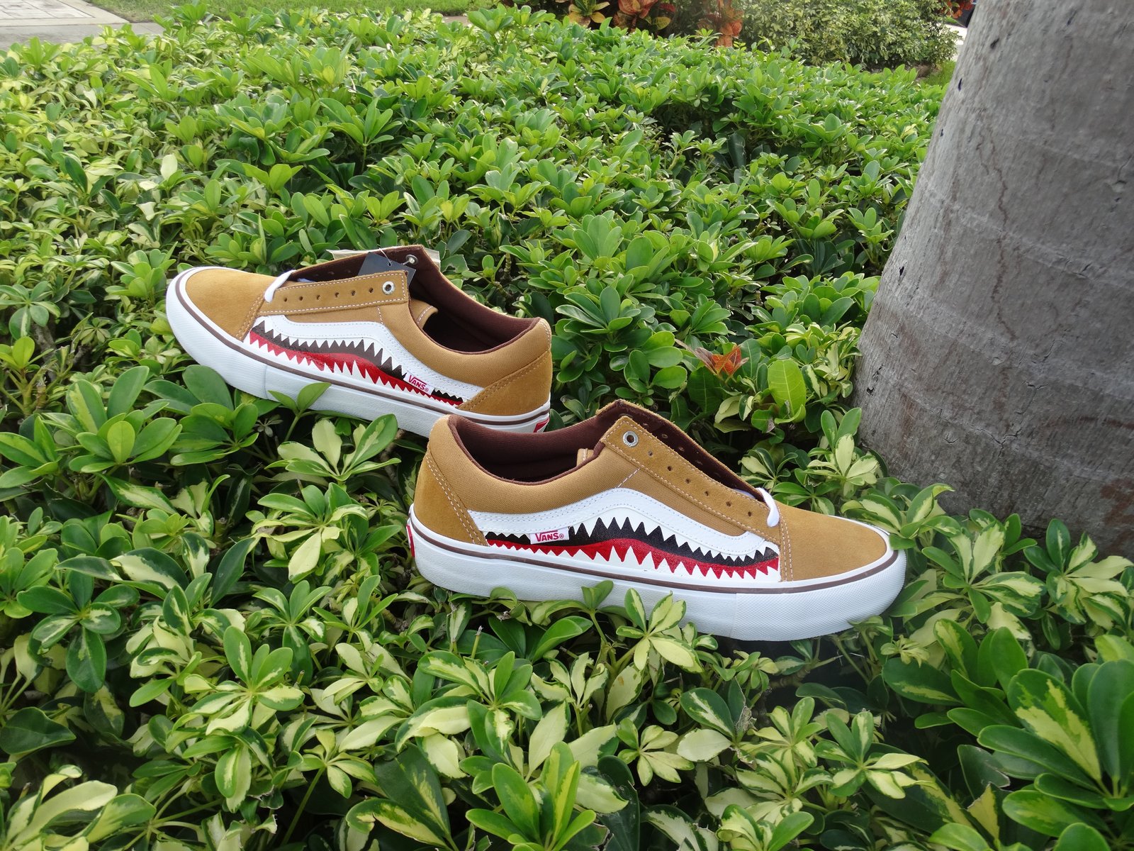 vans shark bape