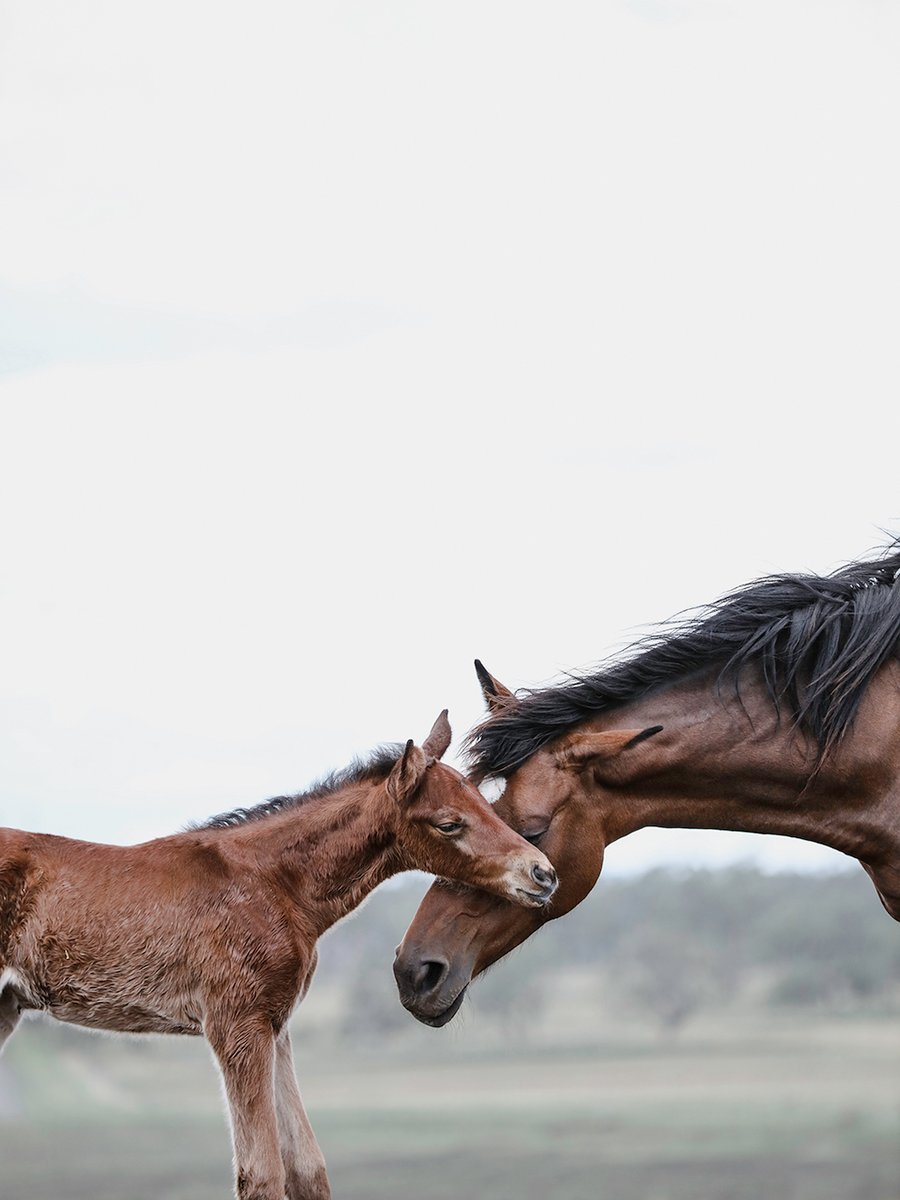 Image of FF Valerie and Foal (c)