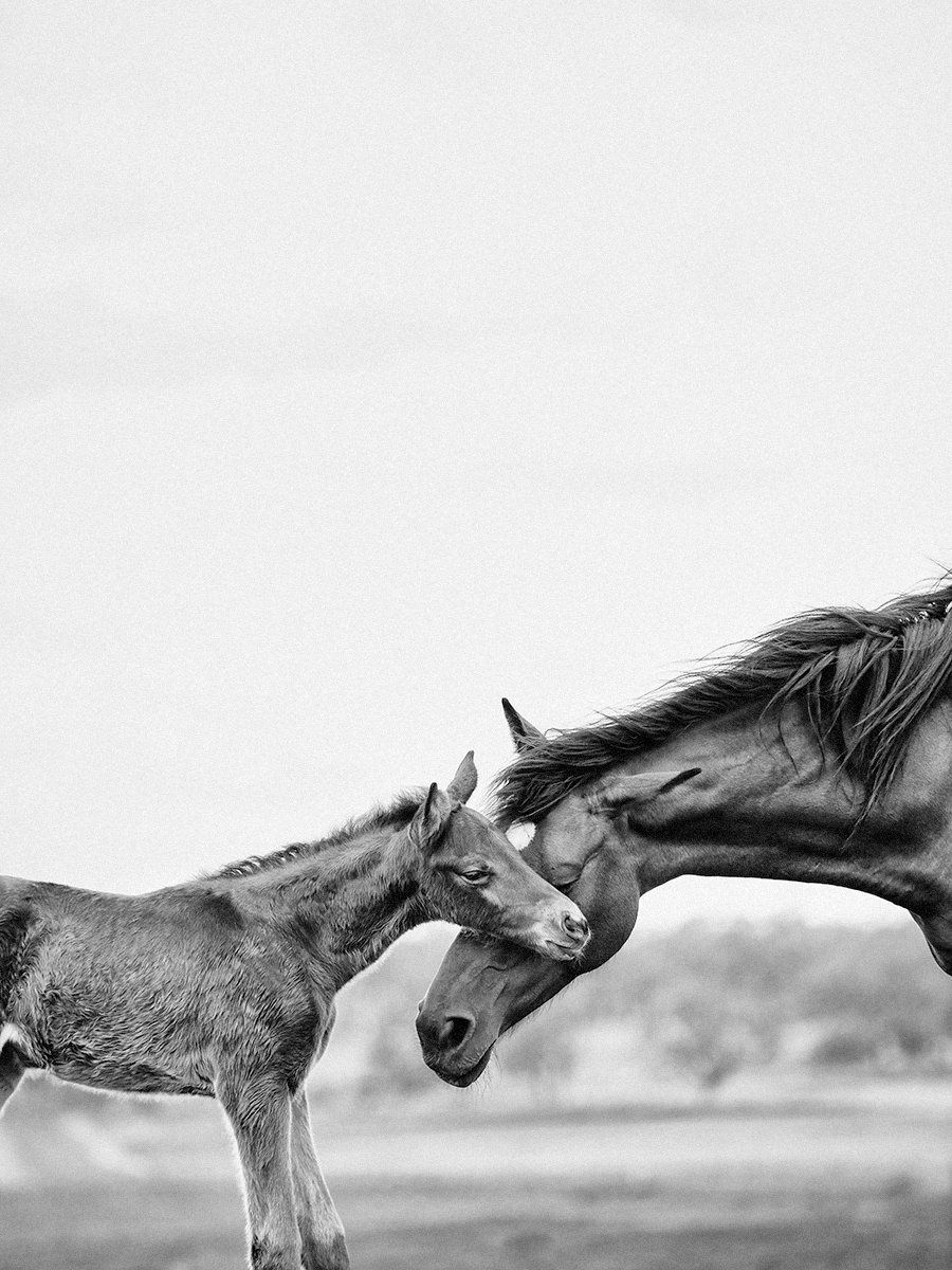 Image of FF Valerie and her foal (bw)