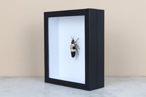Image of CHRYSOCHROA BUQUETI 
