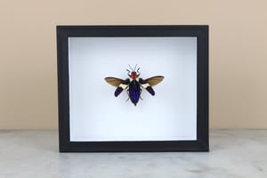 Image of CHRYSOCHROA BUQUETI with open wings 