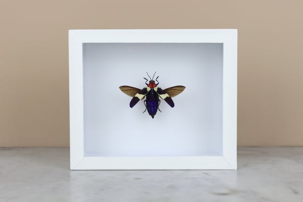 Image of CHRYSOCHROA BUQUETI with open wings 