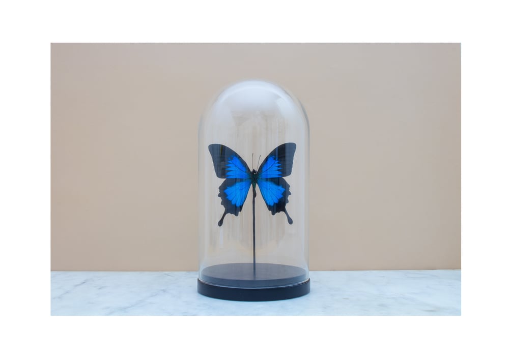 Image of PAPILIO ULYSSES IN GLASS DOME