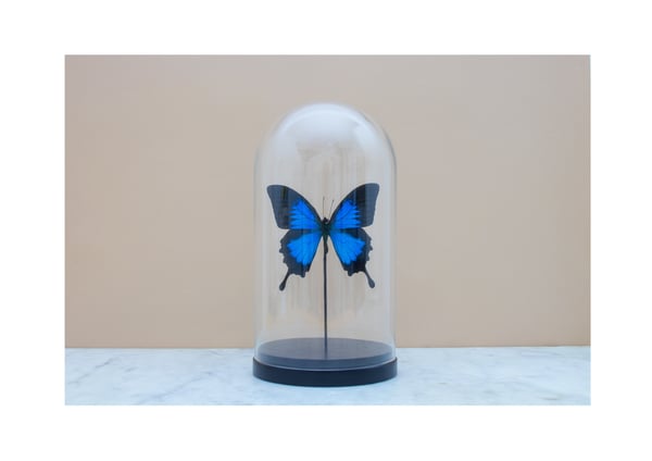 Image of PAPILIO ULYSSES IN GLASS DOME 
