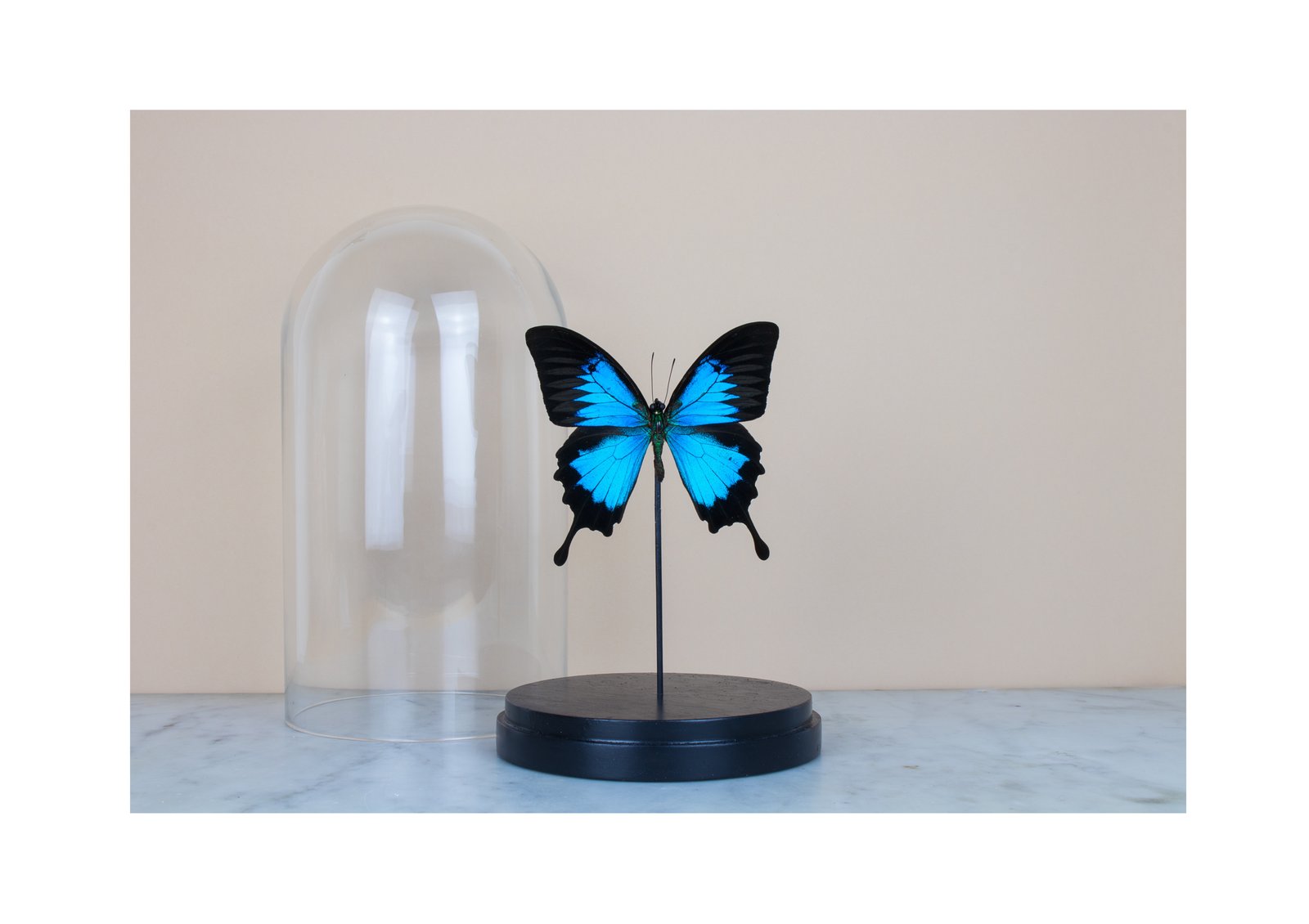 True Exotic offers Butterfly Ulysses Ulysses of Indonesia sub globe Contemporary-Cabinet Curiosities-Glass Bell - Naturalized- Entomology