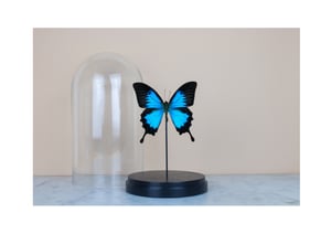 Image of PAPILIO ULYSSES IN GLASS DOME