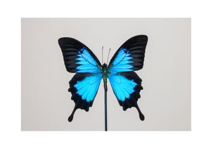 Image of PAPILIO ULYSSES IN GLASS DOME