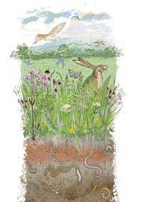 Image 1 of A Worcestershire Meadow