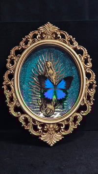 Image 3 of Taxidermy spiders & bats